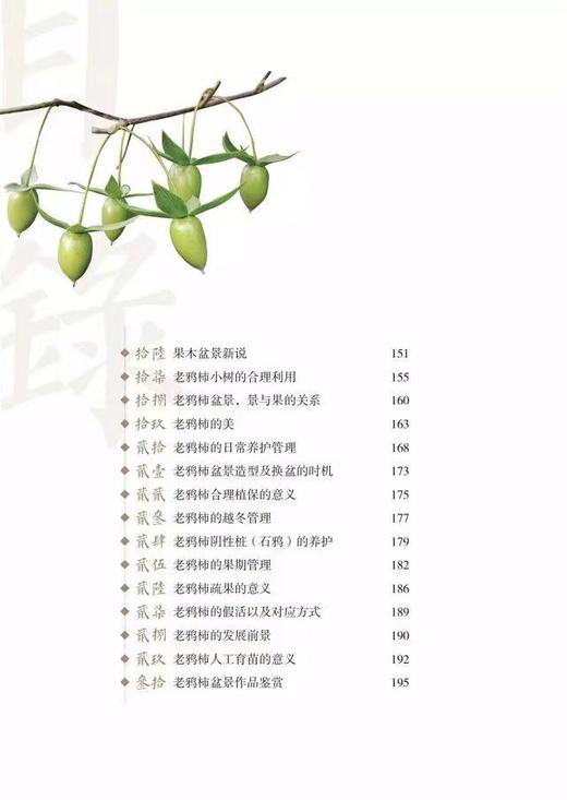 老鸦柿盆景 商品图2