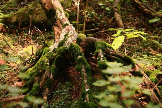 25【暑假亲子】12年口碑精品:神农架野趣科考\船游三峡\轻奢露营\原始森林\地质探究\金丝猴| 7-15岁亲子 商品图5