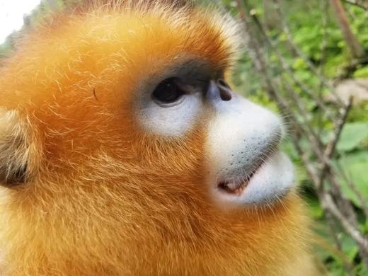 25【暑假亲子】12年口碑精品:神农架野趣科考\船游三峡\轻奢露营\原始森林\地质探究\金丝猴| 7-15岁亲子 商品图1