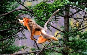 25【暑假亲子】12年口碑精品:神农架野趣科考\船游三峡\轻奢露营\原始森林\地质探究\金丝猴| 7-15岁亲子