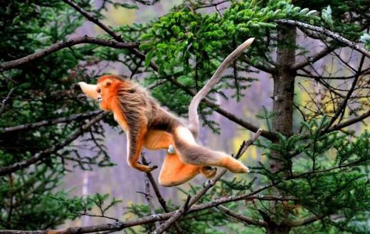 25【暑假亲子】12年口碑精品:神农架野趣科考\船游三峡\轻奢露营\原始森林\地质探究\金丝猴| 7-15岁亲子 商品图0