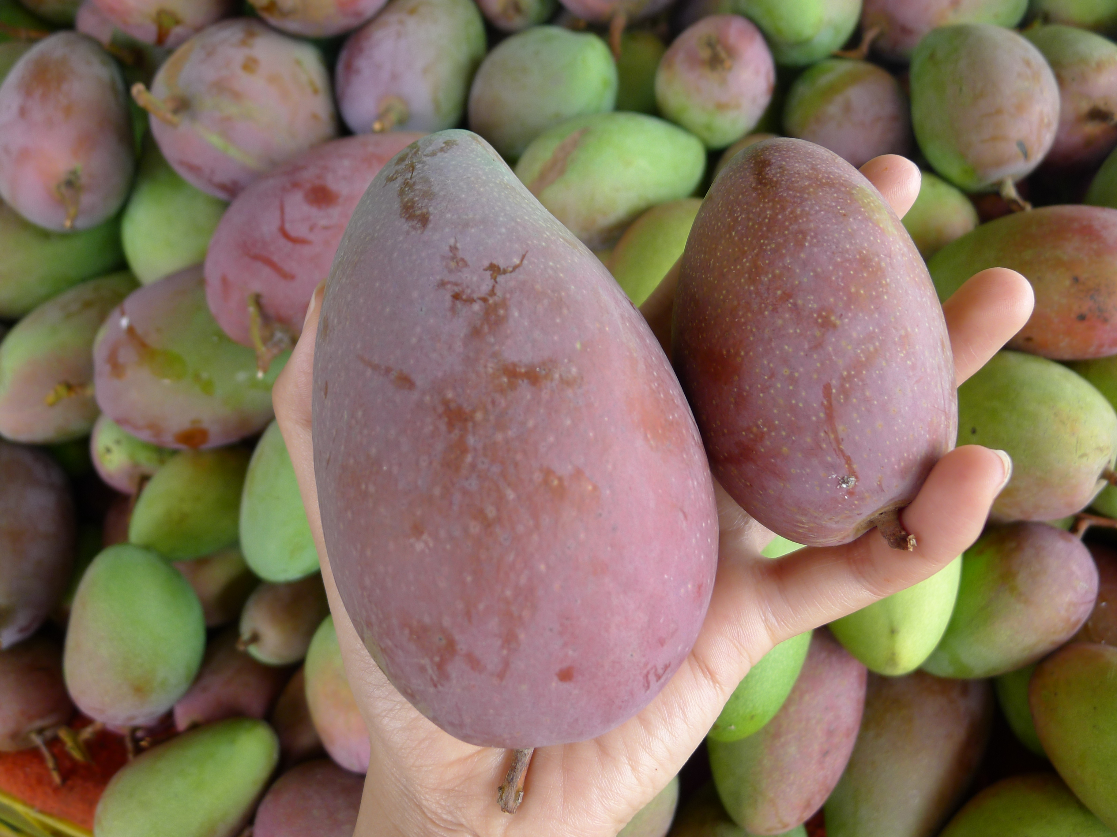 【婉如·百色芒果贵妃芒】熟后皮如彩虹般·多汁清