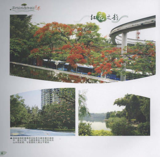深圳园林植物配置艺术 5712 中国林业出版社  科技 中国林业出版社 商品图2