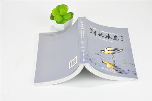 河北水鸟 9540 科普读物 中国林业出版社 商品图3
