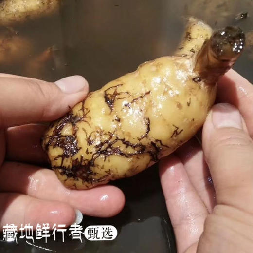 野生新鲜天麻，来自藏地原始丛林 商品图2