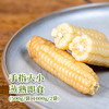 珍珠米粒/香甜软糯/傣族特色 | 西双版纳 白糯拇指玉米500g*2 [福利品] 商品缩略图1