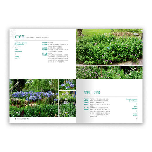 【2020新书】 现货  华南新优园林植物 欧阳底梅 宁祖林 0619 中国林业出版社 商品图1