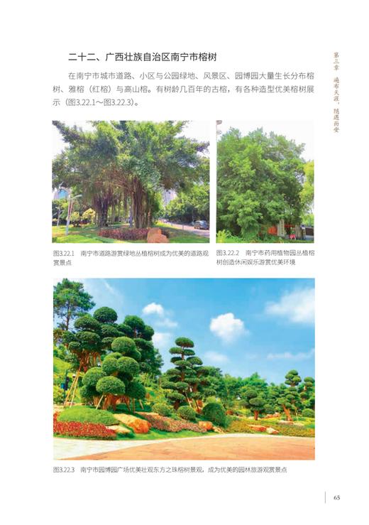 中国榕树文化 林焰 何增明 福州于山寿岩榕乌山奇榕净慈庵骑墙榕福建杨 0762 中国林业出版社 商品图3