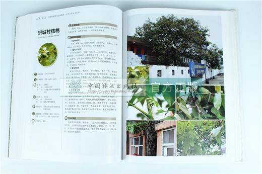 中国果树地方品种图志 中国核桃地方品种图志 9402 中国林业出版社 畅销书籍 商品图1