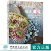 菊之美味 欧式菊花主题花艺设计 0143 赵敏华 陈林 花艺 色彩 设计书 中国林业出版社 畅销书 商品缩略图0