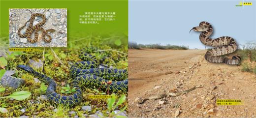 绿野寻踪 蝮蛇的故事 9898 认识蝮蛇 生存方式 蝮蛇的家园 科普读物 中国林业出版社正版畅销书 商品图1