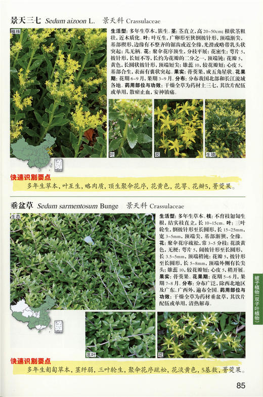 常见药用植物快速识别 9318 植物快速识别丛书 中国林业出版社 商品图1