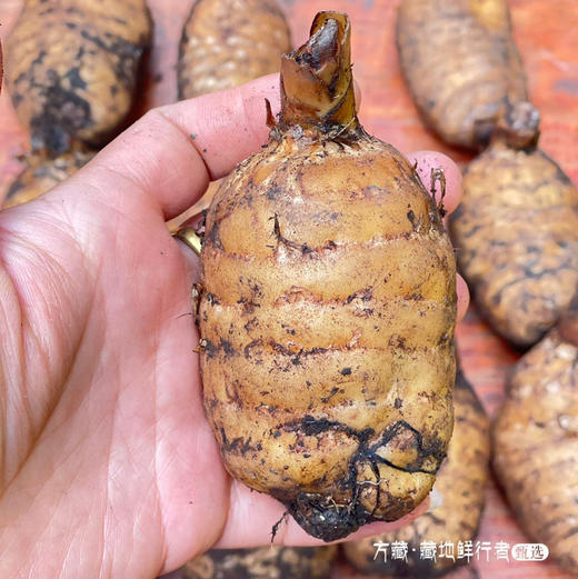 野生新鲜天麻，来自藏地原始丛林 商品图1