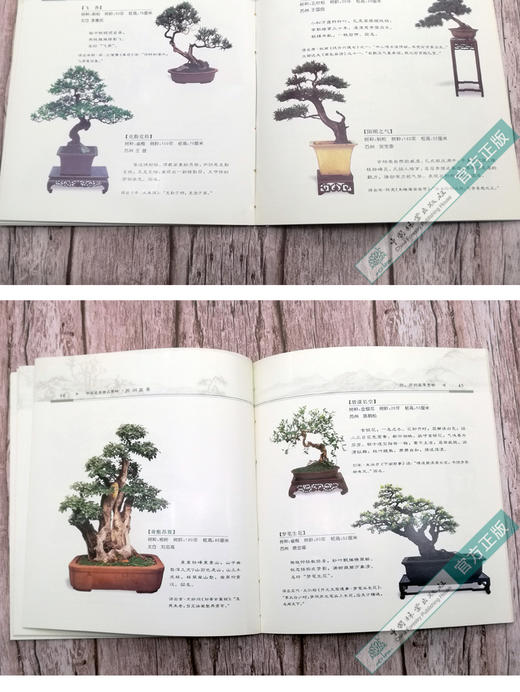 苏州盆景 4034 邵忠编 盆景造型特点和艺术手法 苏州树桩盆景制作 苏州盆景赏析 盆景艺术 中国林业出版社 盆景书籍 商品图2