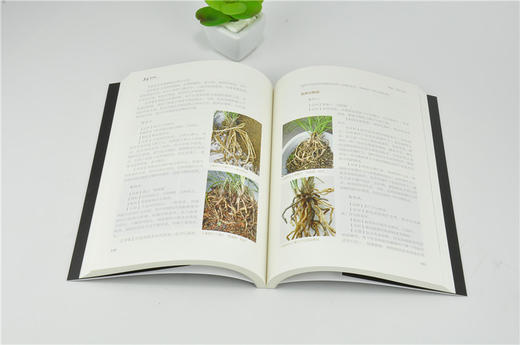 养兰那些事 刘宜学 著 0155 兰花养护 培育技巧 病虫害防治 兰花作品赏析 中国林业出版社 畅销书籍 商品图3