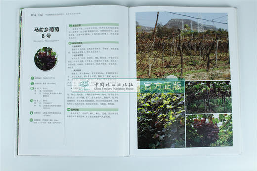 中国果树地方品种图志 中国葡萄地方品种图志 9392 中国林业出版社 畅销书籍 商品图3