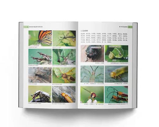 林木食叶害虫野外识别手册 陈淮安 1358 中国林业出版社 商品图1