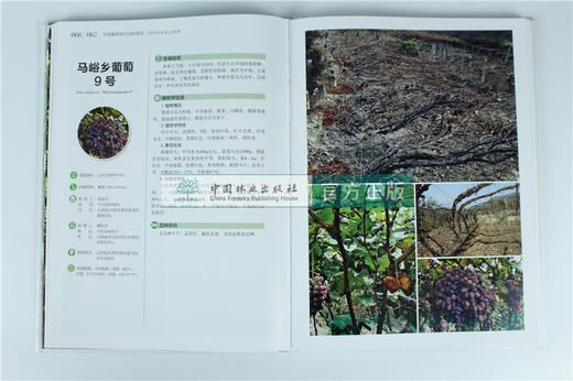 中国果树地方品种图志 中国葡萄地方品种图志 9392 中国林业出版社 畅销书籍 商品图2
