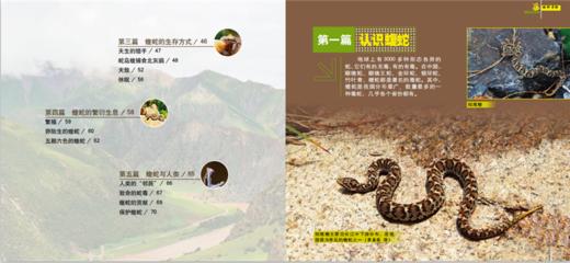 绿野寻踪 蝮蛇的故事 9898 认识蝮蛇 生存方式 蝮蛇的家园 科普读物 中国林业出版社正版畅销书 商品图4