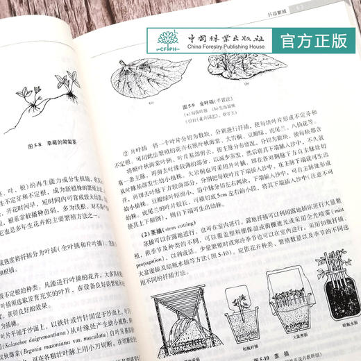 套装 园林树木学 第2版 6129+园林花卉学 0753 第4版 2本一套 高等院校园林与风景园林专业规划教材 中国林业出版社 正版畅销书 商品图4