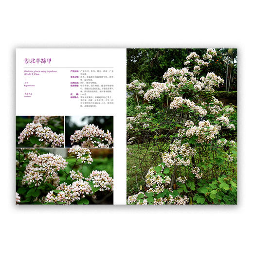 【2020新书】 现货  华南新优园林植物 欧阳底梅 宁祖林 0619 中国林业出版社 商品图4