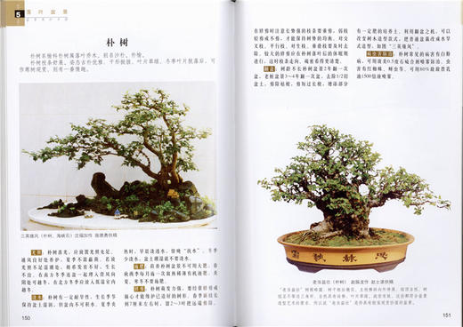 盆景养护手册 全彩版  马文其 5429 一本全面介绍盆景养护知识的工具书 中国林业出版社 畅销书 商品图4