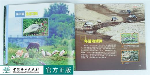 绿野仙踪 朱鹮的故事 9323 雍严格 认识朱鹮 生存环境 生态习性 繁殖 动物保护 科普读物 中国林业出版社 正版畅销书 商品图4