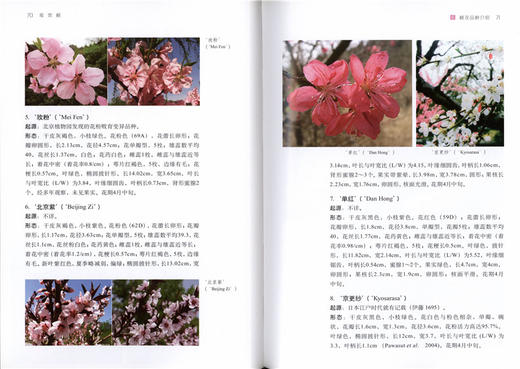 观赏桃 5810 桃花品种介绍 形态特征 桃花育种 繁殖 嫁接 扦插 园林养护及管理 病虫害防治 修剪 桃花的应用 中国林业出版社畅销书 商品图4