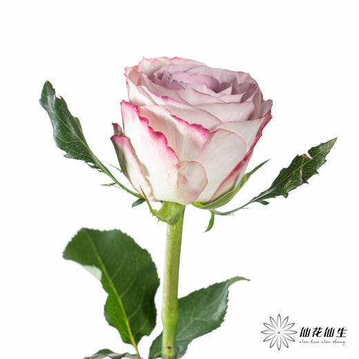 单头玫瑰 | 气场 商品图4