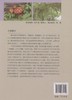 几种北方藤本植物光合作用效率及水分生态特征 中国林业出版社8135  科技 商品缩略图2