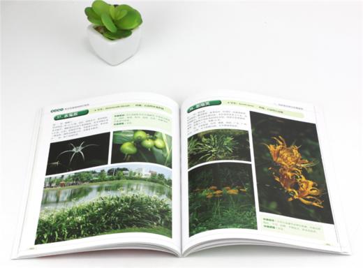 华南地区常见有毒植物辨识指南 9702 中国林业出版社 商品图3