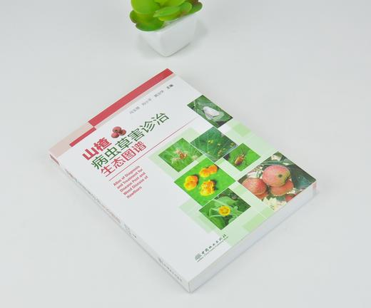 山楂病虫草害诊治生态图谱 0225 冯玉增 刘小平 黄治学 山楂病害虫害诊断与防治 果园主要杂草识别与防治 工具书 中国林业出版社 商品图1
