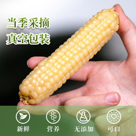 珍珠米粒/香甜软糯/傣族特色 | 西双版纳 白糯拇指玉米500g*2 [福利品] 商品图3