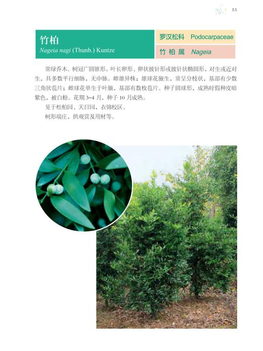 浙江农林大学常见植物图鉴 金水虎  刘守赞 国家林业和草原局普通高等教育十三五规划教材  0815 中国林业出版社 商品图3