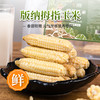 珍珠米粒/香甜软糯/傣族特色 | 西双版纳 白糯拇指玉米500g*2 [福利品] 商品缩略图0