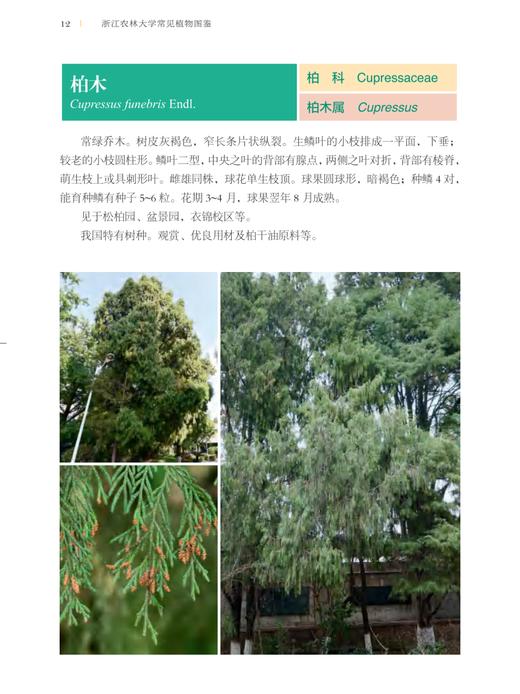 浙江农林大学常见植物图鉴 金水虎  刘守赞 国家林业和草原局普通高等教育十三五规划教材  0815 中国林业出版社 商品图2