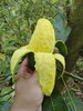 自然农法种植改造第十二年的台农芒果，桂七芒果 商品缩略图4