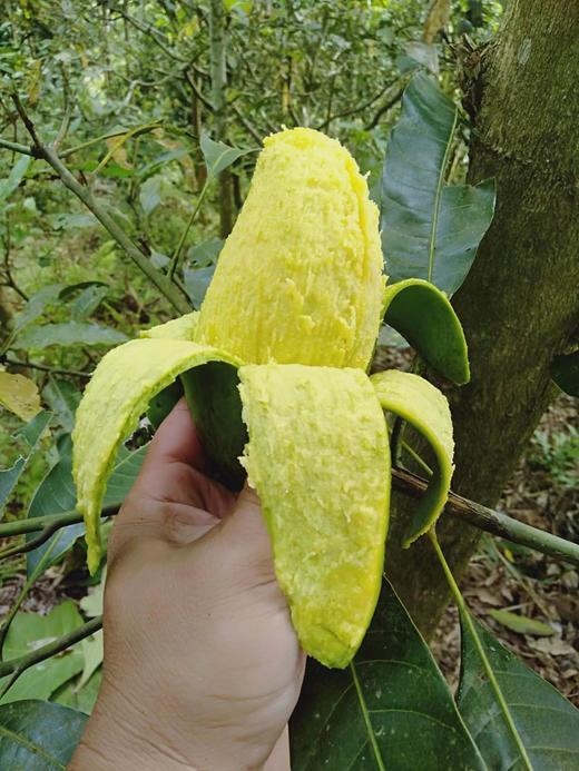 自然农法种植改造第十二年的台农芒果，桂七芒果 商品图4