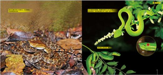 绿野寻踪 蝮蛇的故事 9898 认识蝮蛇 生存方式 蝮蛇的家园 科普读物 中国林业出版社正版畅销书 商品图2