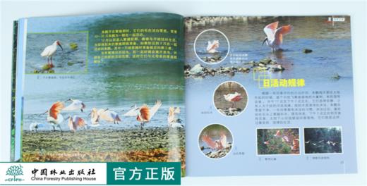 绿野仙踪 朱鹮的故事 9323 雍严格 认识朱鹮 生存环境 生态习性 繁殖 动物保护 科普读物 中国林业出版社 正版畅销书 商品图2