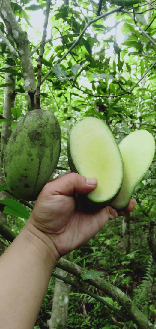 自然农法种植改造第十二年的台农芒果，桂七芒果 商品图6