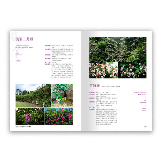 【2020新书】 现货  华南新优园林植物 欧阳底梅 宁祖林 0619 中国林业出版社 商品图2