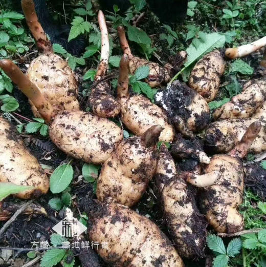 野生新鲜天麻，来自藏地原始丛林 商品图0