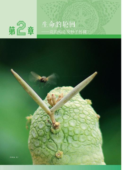 多肉植物之萝藦奇葩 赵达   第二次印刷 9376  养花书籍 多肉书籍 中国林业出版社 商品图4