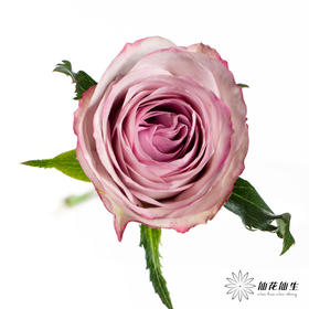 单头玫瑰 | 气场