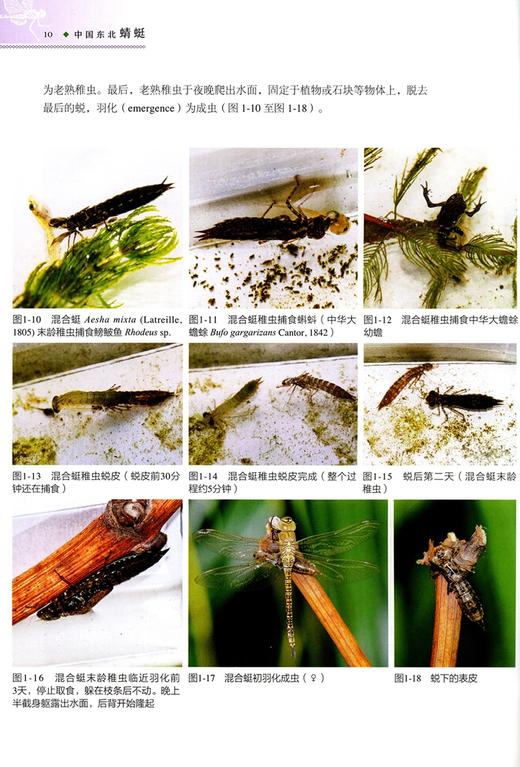 中国东北蜻蜓 王志明//金洪光//王选遥//史丽雯 0571 中国林业出版社 商品图3