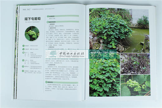 中国果树地方品种图志 中国葡萄地方品种图志 9392 中国林业出版社 畅销书籍 商品图1