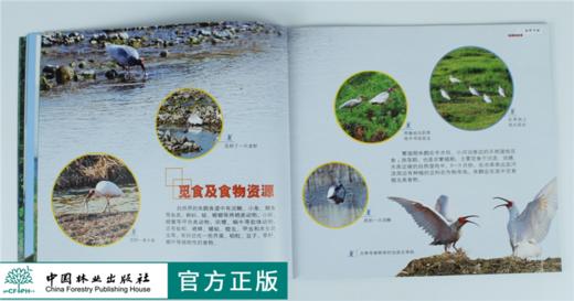 绿野仙踪 朱鹮的故事 9323 雍严格 认识朱鹮 生存环境 生态习性 繁殖 动物保护 科普读物 中国林业出版社 正版畅销书 商品图3