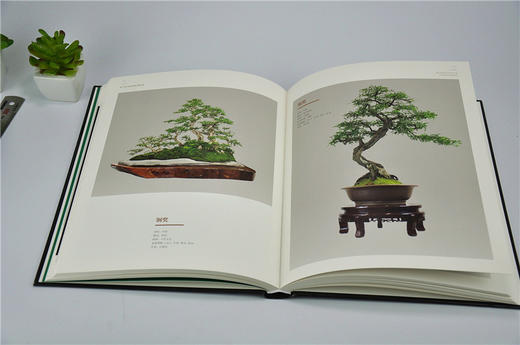 第二届中国杯盆景大赛专辑 8853 石景盆栽制作赏析中国林业出版社官方旗舰店正版畅销书 商品图3