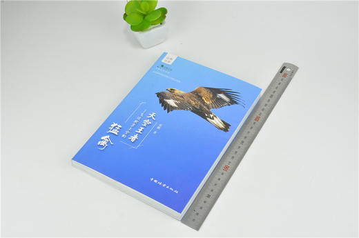 天空王者 飞过北京上空的猛禽 9995 张鹏 著 青少年鸟类科普知识读物 中国林业出版社 畅销书 商品图2